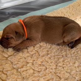 Rhodesian Ridgeback Puppies from Amber Trace Rhodesian Ridgebacks