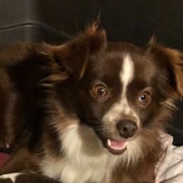 Cinnamon - Toy Australian Shepherd