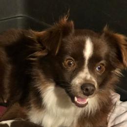 Cinnamon - Toy Australian Shepherd