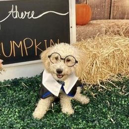 Maltipoo All Grown Up from Eleven:11 Kennels