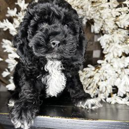 Yoda - Black and white male Cockapoo puppy in Lake Tansi, Tennessee from Davis cockapoos