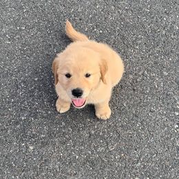 Golden Retriever Puppies from Shady Hill Acres Golden Retrievers