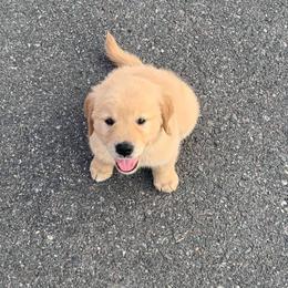 Golden Retriever Puppies from Shady Hill Acres Golden Retrievers