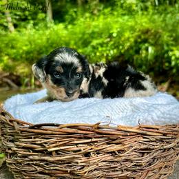 Midnight Pearl - Blue merle female Bernedoodle puppy in Thornville, Ohio from Four Front Doodles & Friends