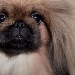 Pekingese from Ven-Mar Pekingese