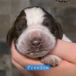 Freedom - Liver white and roan male English Springer Spaniel puppy in Ocoee, Tennessee from Ocoee Mountain Springers
