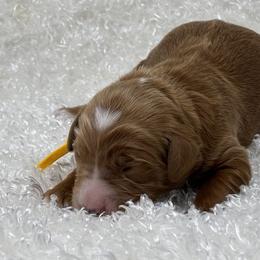 Buttercup - Red  female Goldendoodle puppy in Casselberry, Florida from My Little Doodle