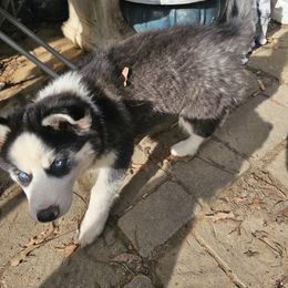 Siberian Husky Puppies from Apple Oak Castle Siberians