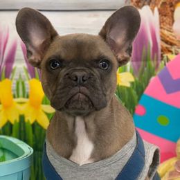French Bulldogs from BK Frenchies