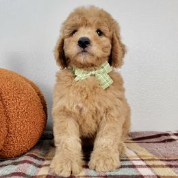 Zorro - Apricot male Goldendoodle puppy in Temecula, California from Oodles O'Doodles