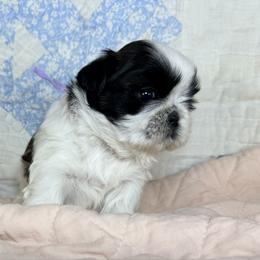 Trina light purple - Red and white female Shih Tzu puppy in New York, New York from Falling Star