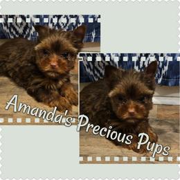 Chocolate Male - Chocolate and tan male Yorkshire Terrier puppy in Wartburg, Tennessee from Amanda's Precious Pups