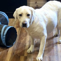 Stormy - Labrador Retriever