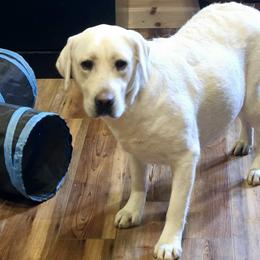 Stormy - Labrador Retriever