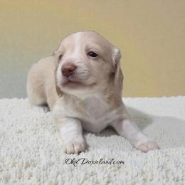 Snow - Cream female Dachshund puppy in Oklahoma City, Oklahoma from OkieDoxieland Dachshunds