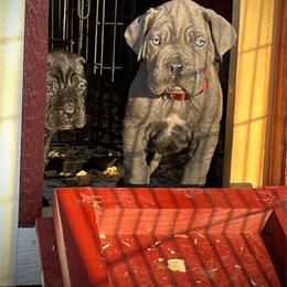 Viserion - Gray male Cane Corso puppy in Altoona, Alabama from Snead’s Cane Corso Kennel