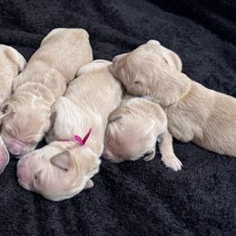 Girl 1 - female Golden Retriever puppy in Angier, North Carolina from Howard's Retrievers