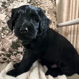 Wags Solo - male Golden Mountain Doodle puppy in Puyallup, Washington from Majestic Mtn Pups