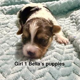 Girl 1 - Parti female Yorkshire Terrier puppy in Princeton, Kentucky from Paw-Perfect Palace