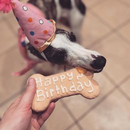 Whippet All Grown Up from Cheshire Whippets