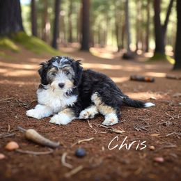 Chris - Black tri-color male Aussiedoodle puppy in Lebanon, Oregon from Abbott Family Farm