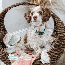 Goldendoodles and Poodles from Pleasant Ridge Doodles & Poodles