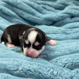Zoey - Black and white female Pomsky puppy in Aberdeen, Idaho from Willow Creek Cresteds