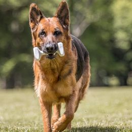 German Shepherds from Tberry GSD
