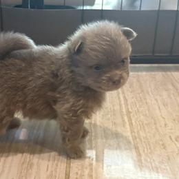 Lavender Brindle - Lavender male Pomeranian puppy in Skowhegan, Maine from Countryside Pomeranians