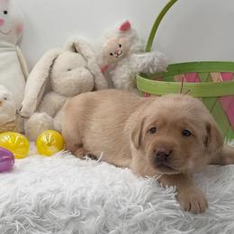 Pink - Yellow female Labrador Retriever puppy in Heath Springs, South Carolina from Rich Hill Retrievers