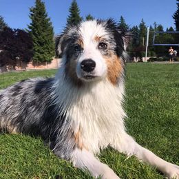Australian Shepherds from Rena Australian Shepherds