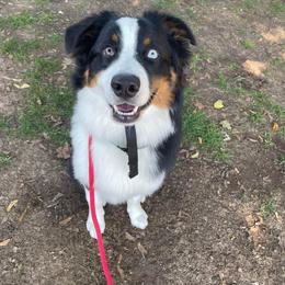 Australian Shepherd Puppies from Grand Ridge Australian Shepherds