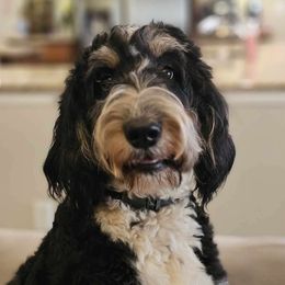Zara - Bernedoodle