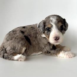 Isla - Blue merle female Bernedoodle puppy in Pulaski, Tennessee from Doodle My Heart