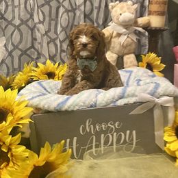 Boy 2 - Cavapoo puppy in Mc Kinney, Texas from Brookstone Cavapoos