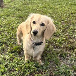 Rosie - Dachshund