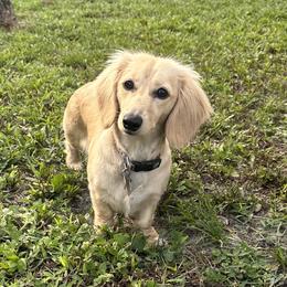 Rosie - Dachshund