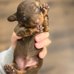 Maple - Chocolate and tan female Dachshund puppy in Live Oak, Florida from Johnson’s Weiner Farm