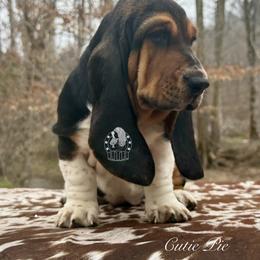Cutie Pie - Black white and brown female Basset Hound puppy in Dingess, West Virginia from Tuckers' Howling Hounds