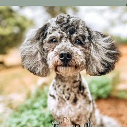 Dusty - Goldendoodle