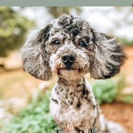 Dusty - Goldendoodle