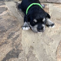 Miniature Schnauzer Puppies from Whistling Dixie Schnauzers