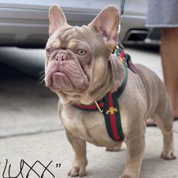 Luxx - French Bulldog