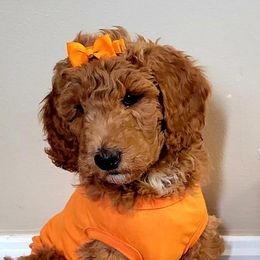 Goldendoodles from Ivey's Poodles & Doodles