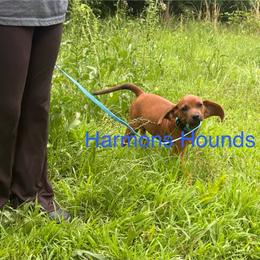 Hank - Red male Redbone Coonhound puppy in Mount Pleasant, Texas from Harmons Hounds