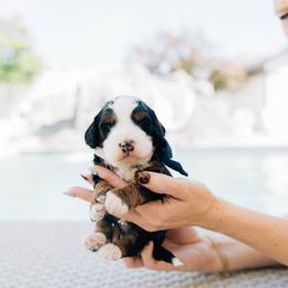 Reef - Tri-color male Bernedoodle puppy in Murray, Utah from Sun Valley Doodles