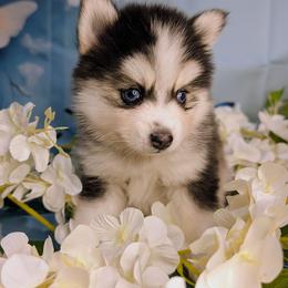 Ranger-2500 - Black and white male Pomsky puppy in Spring Hill, Florida from www.PuppyTimeEmporium.com