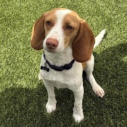 King - Beagle