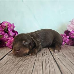 Martín - Chocolate and tan male Dachshund puppy in Florence, Arizona from Doxie Town Az