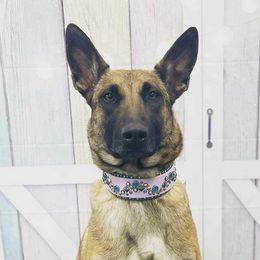 Belgian Malinois from Misfits of Mayhem